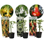 Trompette des anges - set de 3 - brugmansia - hauteur 25 - 40cm - d9cm