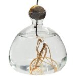 Vase hydroponique en verre pour avocat terrariums de culture entirement transparents de bureau