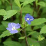 V�ronique georgia blue