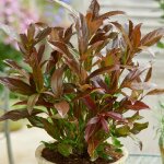 Viburnum coppertop arbuste dextrieur persistant  fleurs blanches parfumes pour jardin.