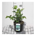 Viburnum op. roseum - viorne obier rose de gueldre obier sterile 40 - 60 cm en pot