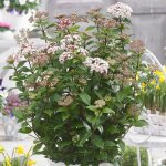 Viburnum spirit arbuste persistant dextérieur au parfum blanc en pot fleuri. Viburnum spirit arbuste persistant dextérieur au parfum blanc en pot fleuri.