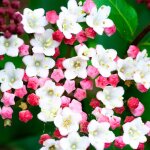 Viburnum tinus laurustinus arbuste à baies à fleurs persistantes idéal pour les jardins en pot et en ... Viburnum tinus laurustinus arbuste à baies à fleurs persistantes idéal pour les jardins en pot et en ...