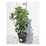 Viburnum tinus lisa rose® - viorne tin laurier tin 25 - 30 cm en pot Viburnum tinus lisa rose® - viorne tin laurier tin 25 - 30 cm en pot
