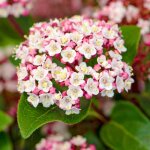 Viburnum tinus lisarose arbuste persistant dextérieur pour jardin. Viburnum tinus lisarose arbuste persistant dextérieur pour jardin.