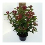 Viburnum tinus spirit� (anvi�) - viorne tin spirit laurier tin spirit 25 - 30 cm en pot