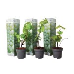 Vigne  raisin - set de 3 - vitis vinifera chardonnay - hauteur 25 - 40cm - d9cm