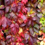 Vigne vierge parthenocissus engelmannii plante grimpante ligneuse � feuilles caduques pour jardin