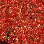 Vigne vierge quinquefolia red wall® troki Vigne vierge quinquefolia red wall® troki