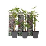 Vigne vierge - set de 6 - parthenocissus quinquefolia - hauteur 25 - 40cm - d9cm Vigne vierge - set de 6 - parthenocissus quinquefolia - hauteur 25 - 40cm - d9cm