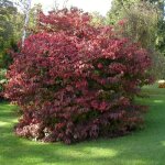 Viorne de chine kilimandjaro� sunrise jww5 viburnum