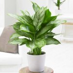 1 aglaonema maria christina plante d?int�rieur plante chinoise � feuilles persistantes (25 - 35 cm en ...