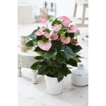 1 anthurium fleur flamant rose plante en pot céramique pour la maison - le bureau 1 anthurium fleur flamant rose plante en pot céramique pour la maison - le bureau