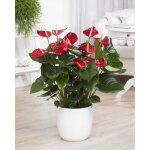 1 anthurium rouge langue de feu plante dcorative dans pot en cramique pour la maison - le bureau