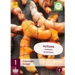 1 plant de curcuma longa beige