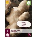 1 plant de gingembre officinale