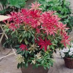 1 x andromede forest flame arbuste a feuillage persistant plante vivace en pot 1 x andromede forest flame arbuste a feuillage persistant plante vivace en pot