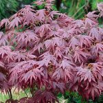 1 x erable du japon pourpre acer atropurpureum purple japanese maple tree plante de jardin arbustive ...