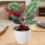 1 x m�daillon calathea plante dint�rieur en pot 30 - 40cm id�al pour la maison ou le bureau