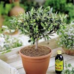 1 x olea europea olivier plante frutière robuste À feuillage persistant en pot 1 x olea europea olivier plante frutière robuste À feuillage persistant en pot