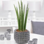 1 x sansevieria cylindrica spaghetti plante dint�rieur cadeau (de 30 � 40 cm pot inclus)