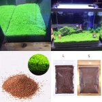 10 g / sac pour aquarium graines dherbe aquarium décoration pour roches pelouse jardin premier plan plantes ... 10 g / sac pour aquarium graines dherbe aquarium décoration pour roches pelouse jardin premier plan plantes ...