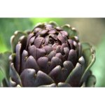 10 graines - artichaut violet de provence - cynara scolymus