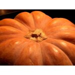 10 graines - courge musquee de provence - curcurbita maxima