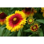 100 graines de gaillarde - fleurs plantes vivace - m�thode bio