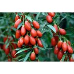 100 graines de goji - plante vivace - lgumes fruit potager - mthode bio