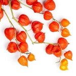 100 graines de lanterne chinoise (physalis alkenkegi franchetti) - semisauvage permaculture 100 graines de lanterne chinoise (physalis alkenkegi franchetti) - semisauvage permaculture