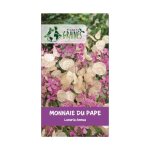 100 graines monnaie du pape - lunaria annua - fleurs violettes et disques argent�s pour bouquets - plan�te ...