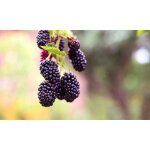 100 graines de m�re sauvage - plante fruit rouge ronce jardin m�thode bio