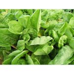 100 graines doseille - légume plante aromatique - jardin potager méthode bio 100 graines doseille - légume plante aromatique - jardin potager méthode bio