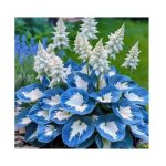 100 pi�ces graines de hosta graines fleurs � semer graine a planter graines de fleurs pour jardin et ...