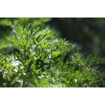1000 graines dabsinthe - plante aromatique médicinale - méthode bio 1000 graines dabsinthe - plante aromatique médicinale - méthode bio
