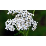 1000 graines dachille millefeuille - semisauvage permaculture