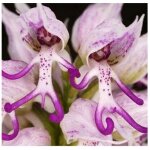 100pcs graines de fleurs de qualit� sup�rieure grande demande en eau bonne ventilation besoin de graines ...