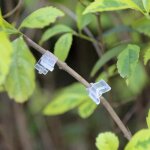 100pcs pince � greffer pour plantation de tomate et pince � greffer