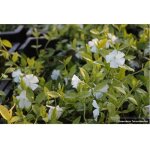 12 x vinca minor alba - palmier nain blanc en pot de 9x9 cm