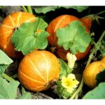 15 graines de potimarron - légumes courges jardin potager méthode bio 15 graines de potimarron - légumes courges jardin potager méthode bio