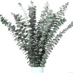 15 pi�ces tiges deucalyptus s�ch�es naturelles d�coration florale conserv�e pour mariage et maison .