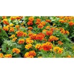 150 graines d??illets dinde - fleurs amis jardins potager - mthode bio
