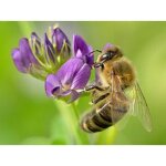 1500 graines de luzerne (medicago sativa) - semisauvage permaculture