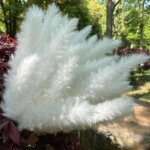 15pcs - blanche - arrangement de fleurs de roseaux schs 15 pices herbe naturelle de pampas pour dcorati ...