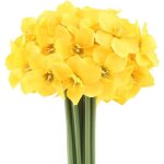 2 bouquets de 12 t�tes de jonquilles artificielles utilis�es pour la maison les mariages (en jaune)