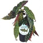 20 - 30 cm begonia macul� plante d?int�rieur impressionnante sup�rieure cadeaux plantes
