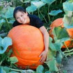Promotion! 20 pices emballage professionnel citrouille gante bonsa trs lourd atlantique gant melon ...