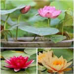 20 pièces mélange de lotus des graines fleurs de nénuphar de couleur rare pour la plantation détang beau ... 20 pièces mélange de lotus des graines fleurs de nénuphar de couleur rare pour la plantation détang beau ...
