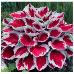 200 graines dhosta pour am�nagement paysager taux de germination �lev� vari�t�s rares graines dhosta ...